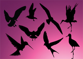 Vector birds silhouettes