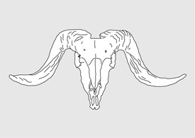Lineart ram skull - free vector illustration - thumb
