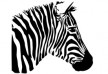 zebra head thumb