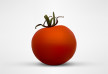 Vector Tomato Illustration