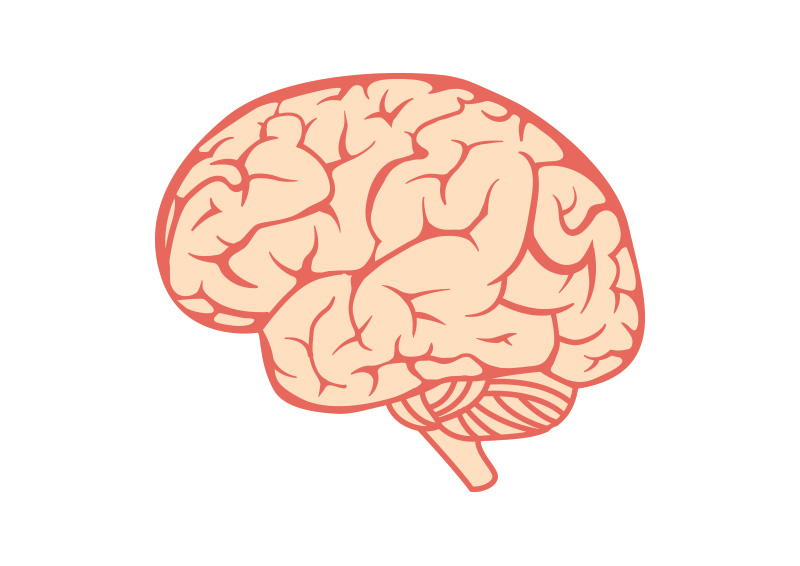 free download brain illustration