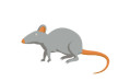 Free Vector Mouse Illustration