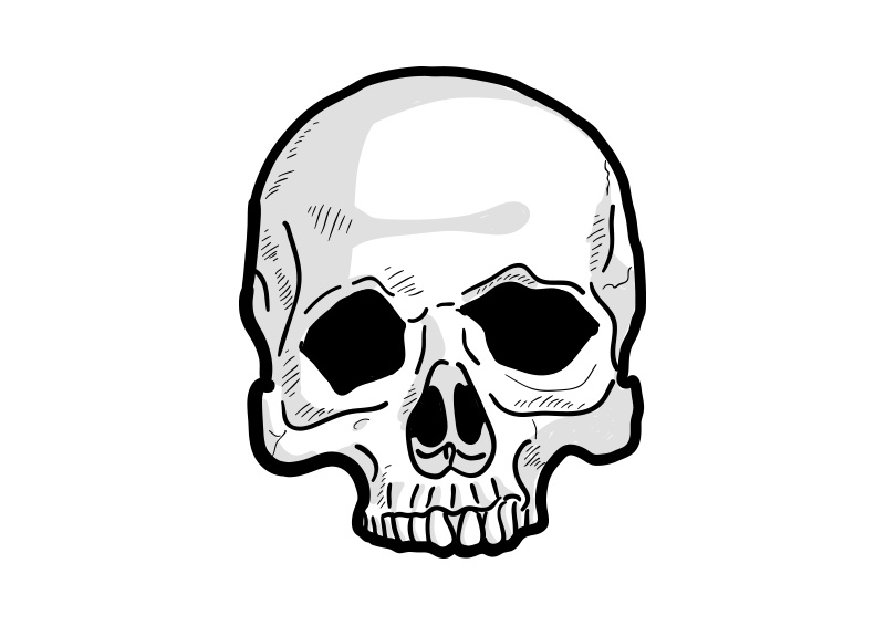 Human Skull Vector Drawing 1976