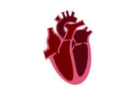 Heart Cross Section Flat Vector