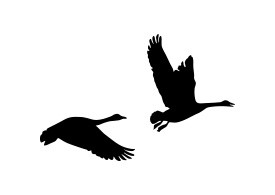 Pair Of Flying Geese Silhouette