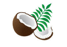 Vector Coconut Pieces With Palm Leaves
