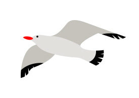 Seagull Vector Illustration