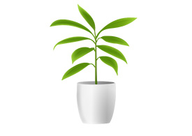 Avocado Plant Vector
